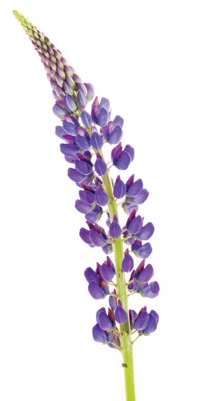 Lupine