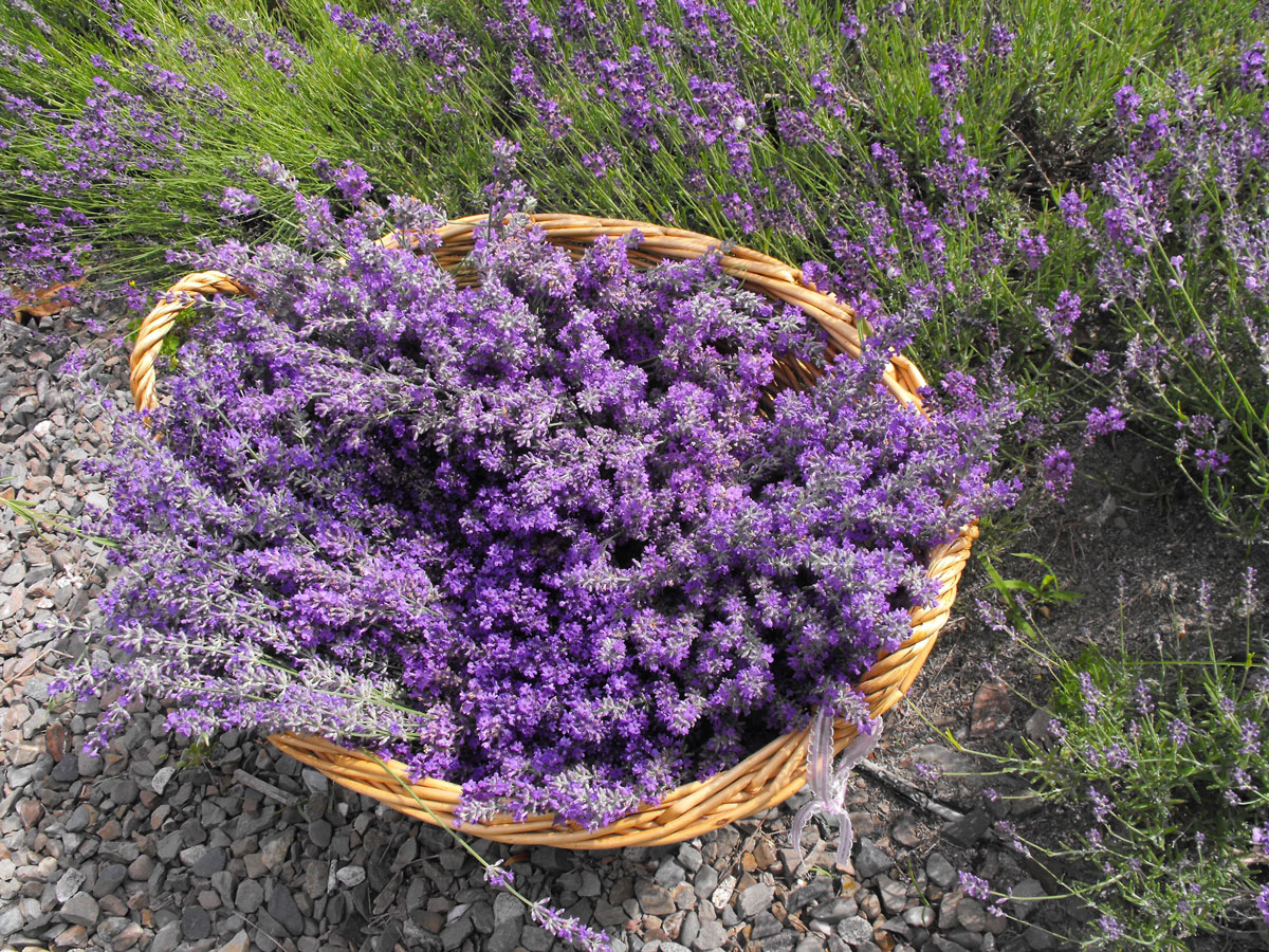 lavender-fields